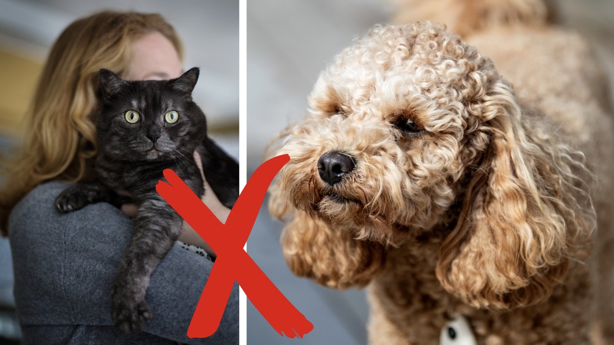 Vad ska man tänka på innan man köper hund eller katt?