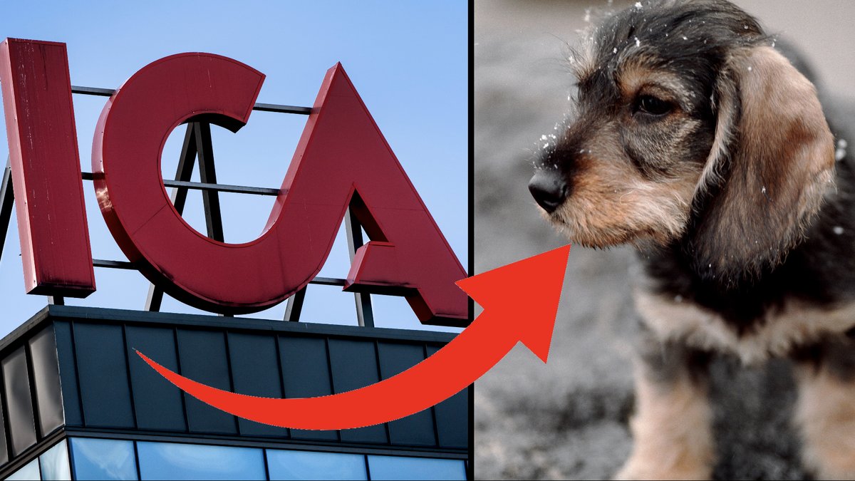 Hund Ica