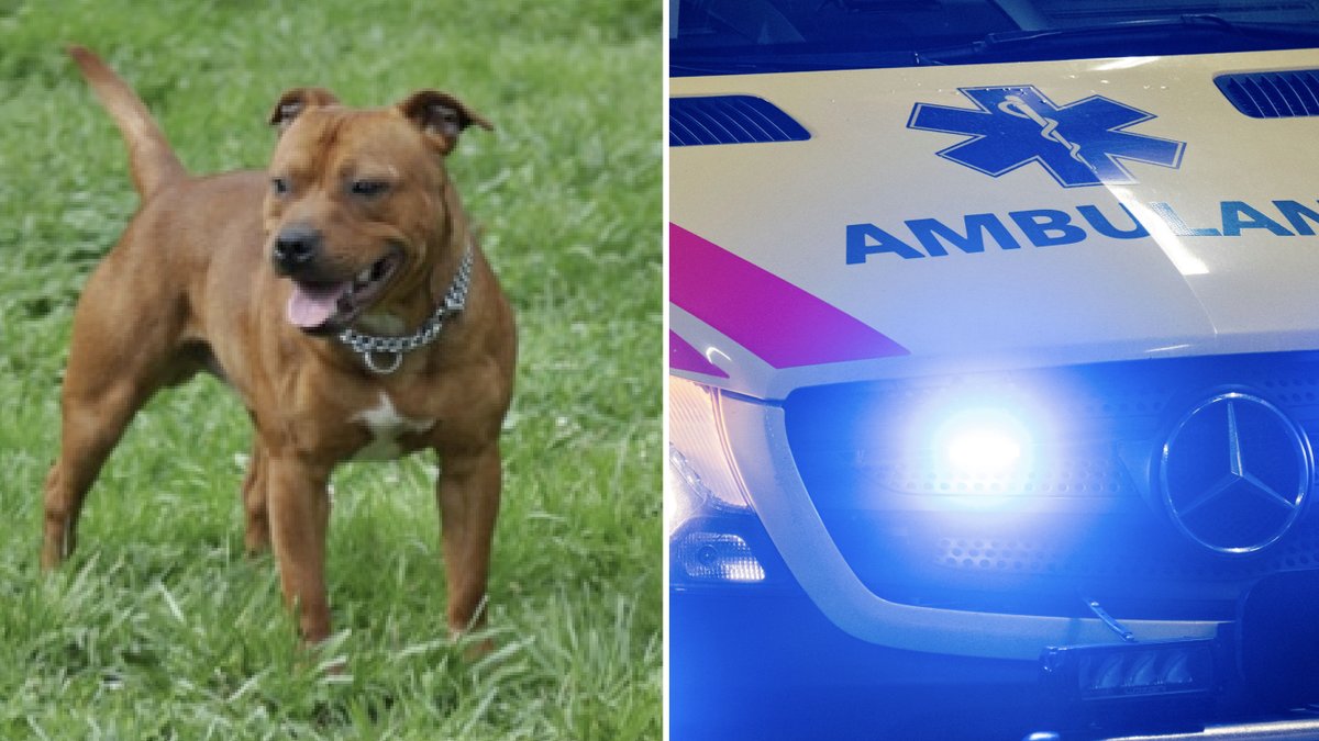 En amstaff bet ihjäl sin ägare i Robertsfors på söndagskvällen. Genrebilder.