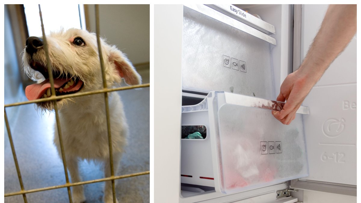 Flera vanvårdade och döda hundar hittades på en gård i Västerbotten.