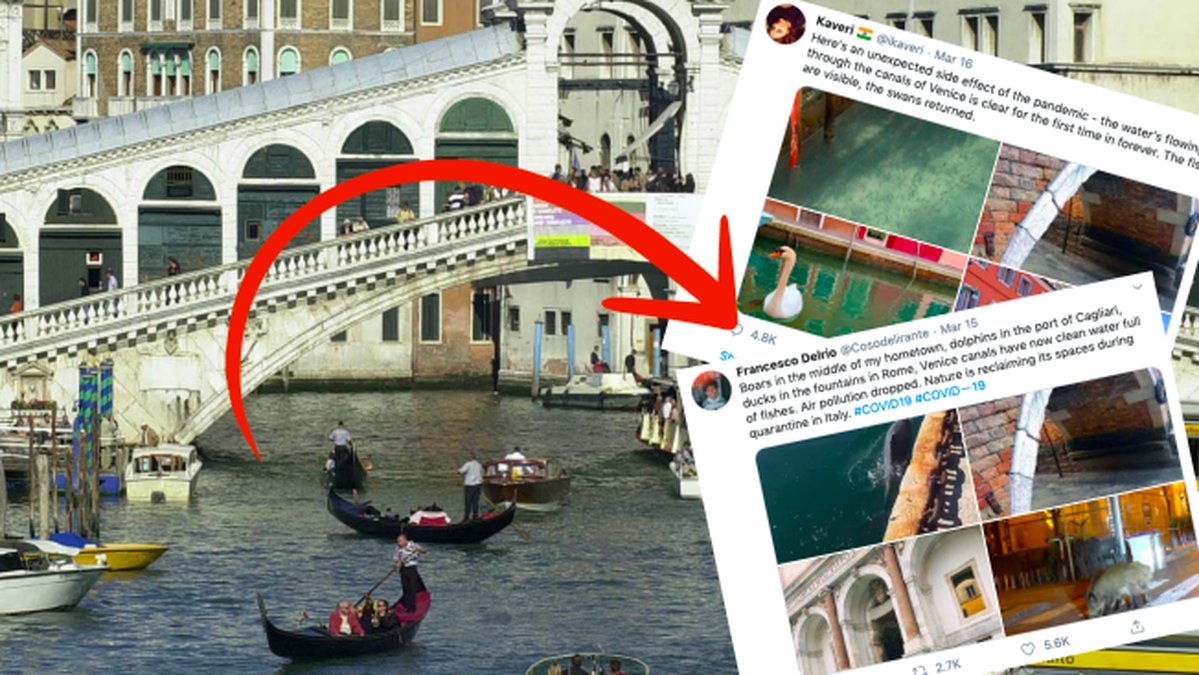 Delfiner-tillbaka-i-Venedig-efter-coronautbrott