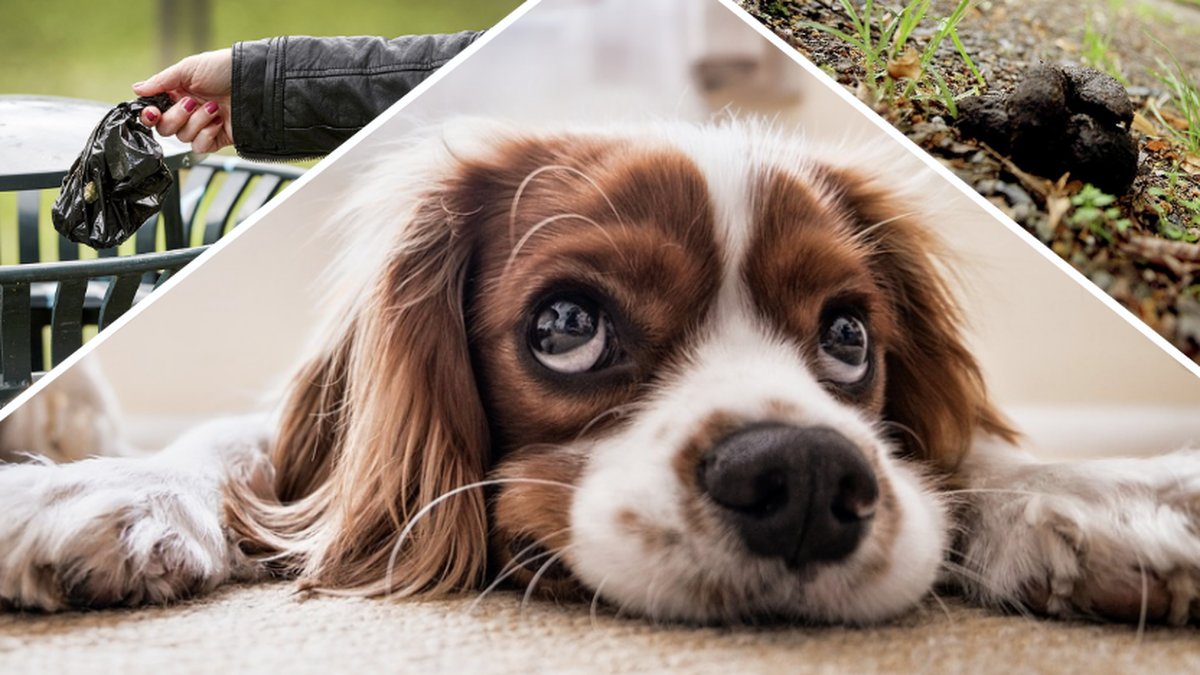 Hund, hundbajs, person slänger hundbajs 