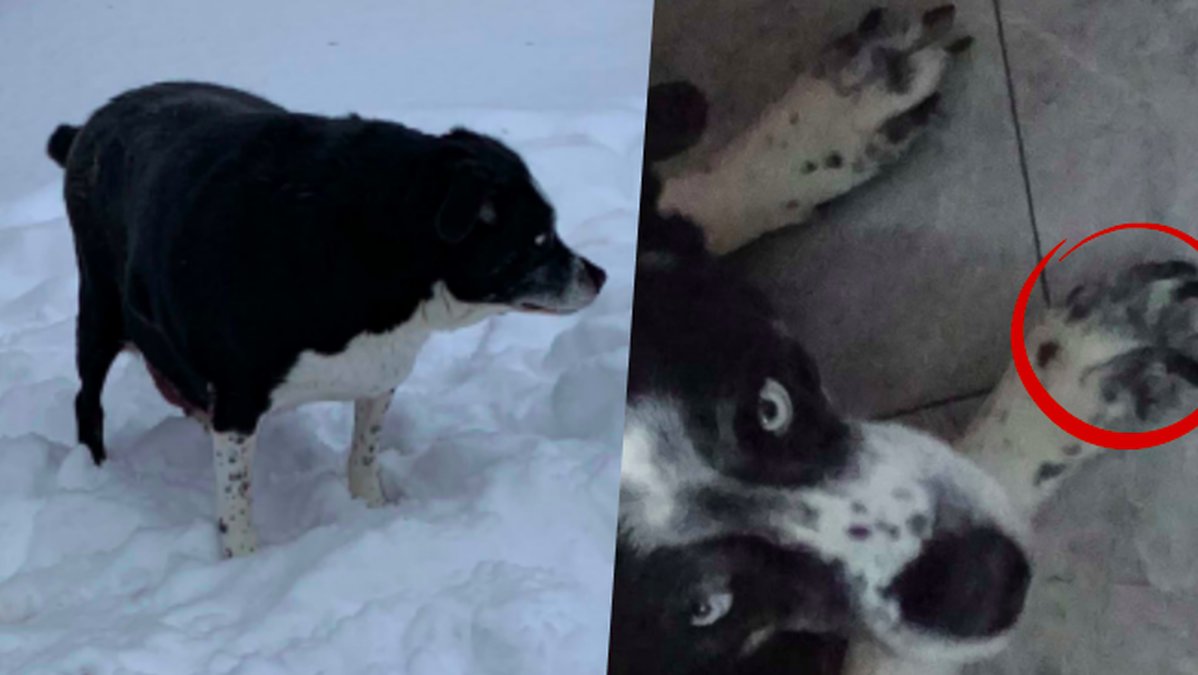 Hund-tvingades-avlivas-pa-grund-av-overvikt