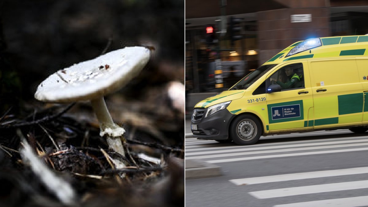 Hos mamman och dottern har den giftiga substansen amatoxin påvisats.
