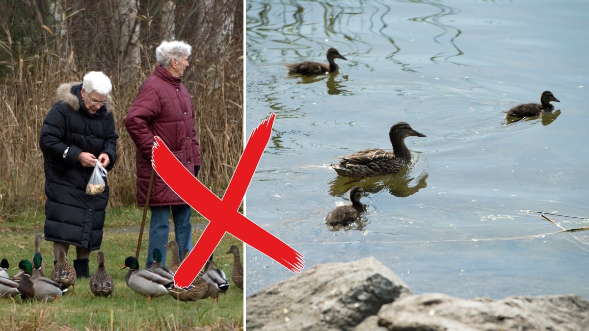 Två äldre kvinnor på promenad passar på att mata änderna.