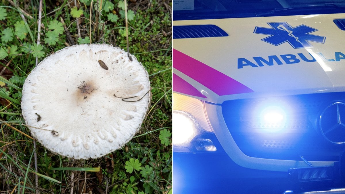 En mamma och hennes dotter dog av svampförgiftning i augusti. 