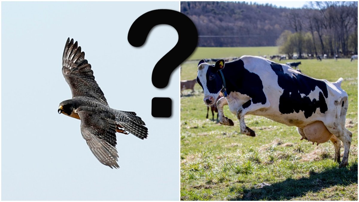 Vilket djur är egentligen den snabbaste i Sverige?