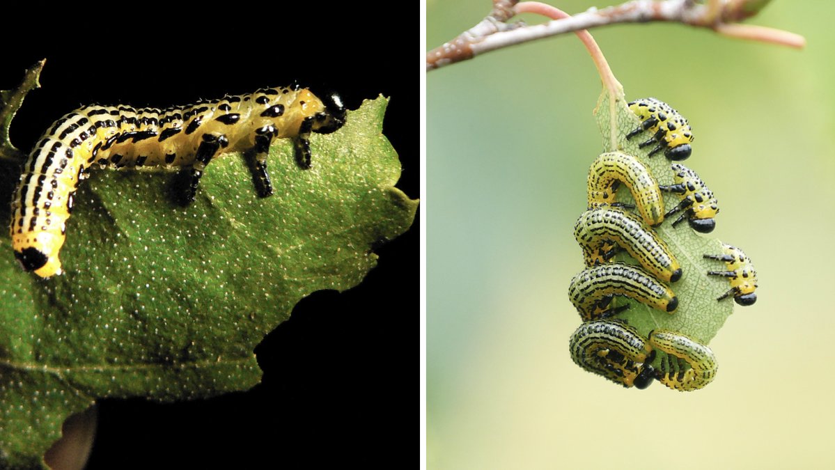 Larv av blåsvart björkstekel