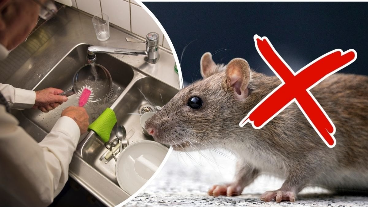 Man som handdiskar och en råtta