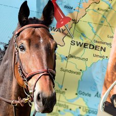 Häst utklippt väster. Karta över Sverige i bakgrunden. Utklippt bild på stövel i  en stigbygel på en häst höger.