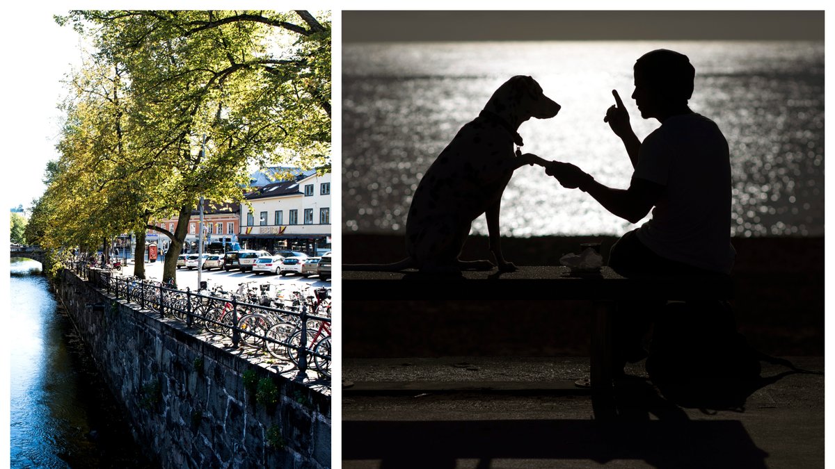 Uppsala kommun vill kunna bötfälla hundägare med okopplade hundar.