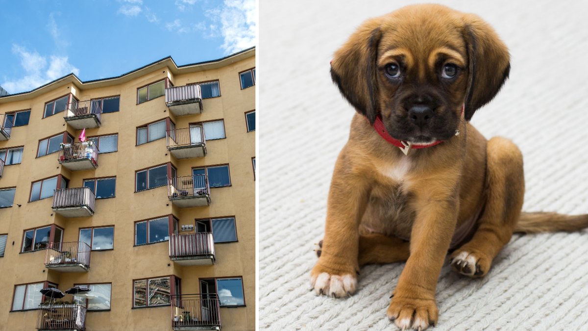 Det är tillåtet att ha hund i hyresrätt, men den får inte göra vad som helst. 