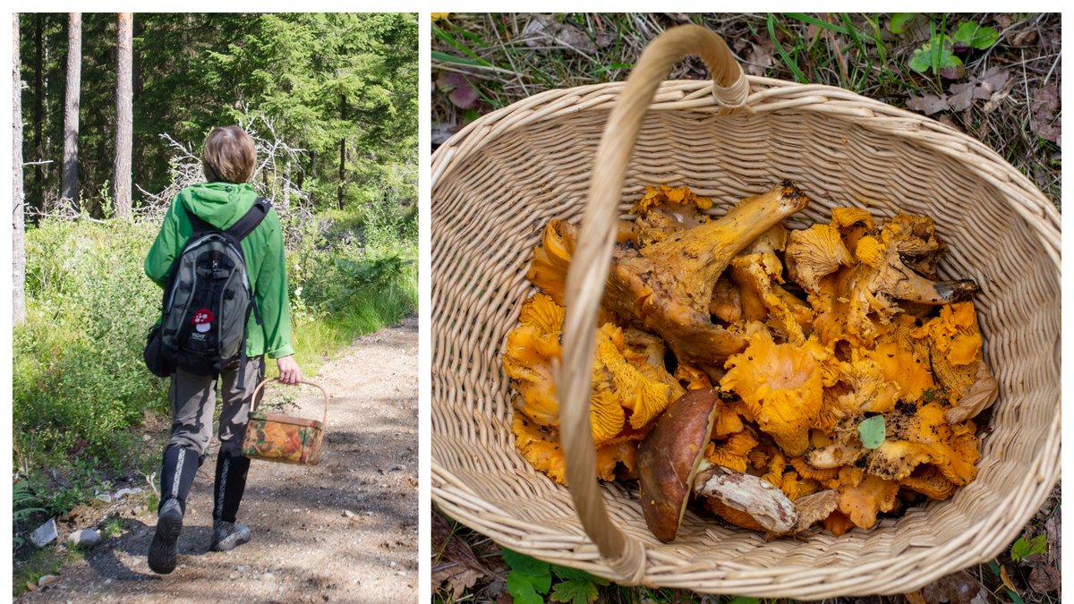 Kvinnan åtalas efter svampplockningen på skjutfältet.