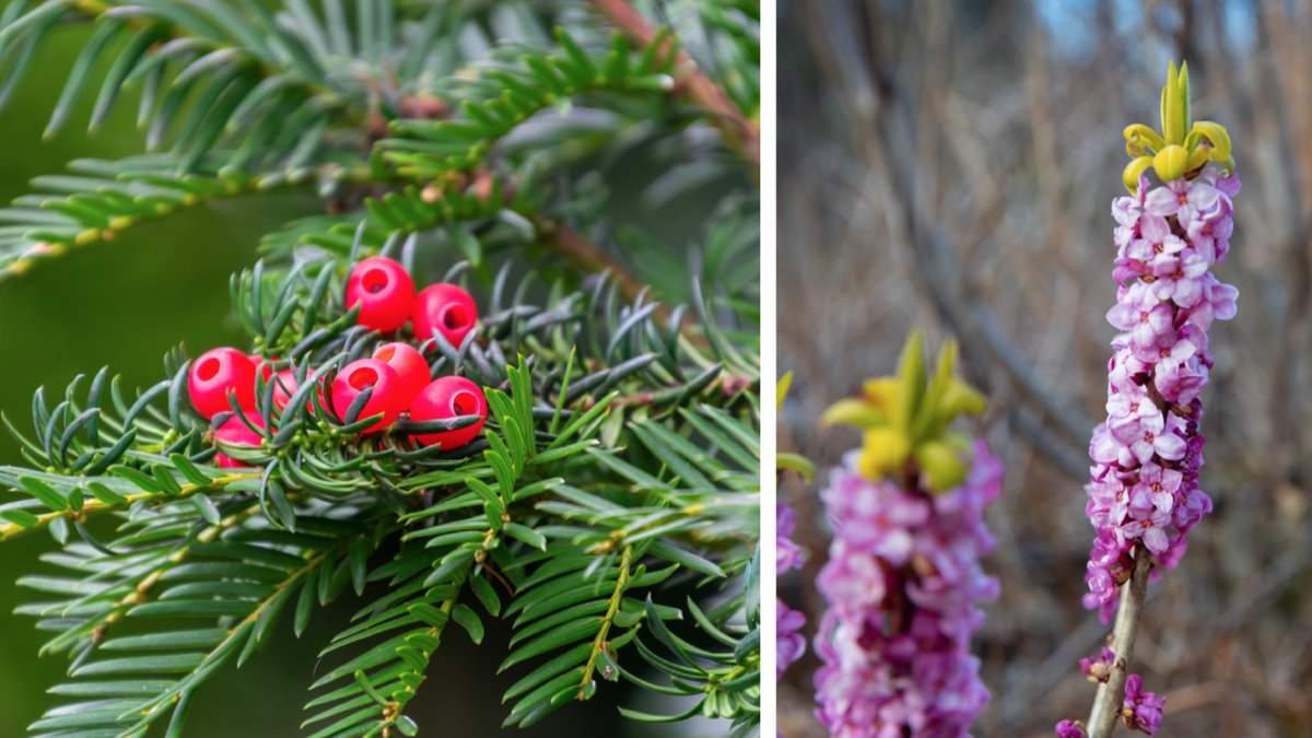 Idegran och tibast är två av Sveriges giftigaste växter.