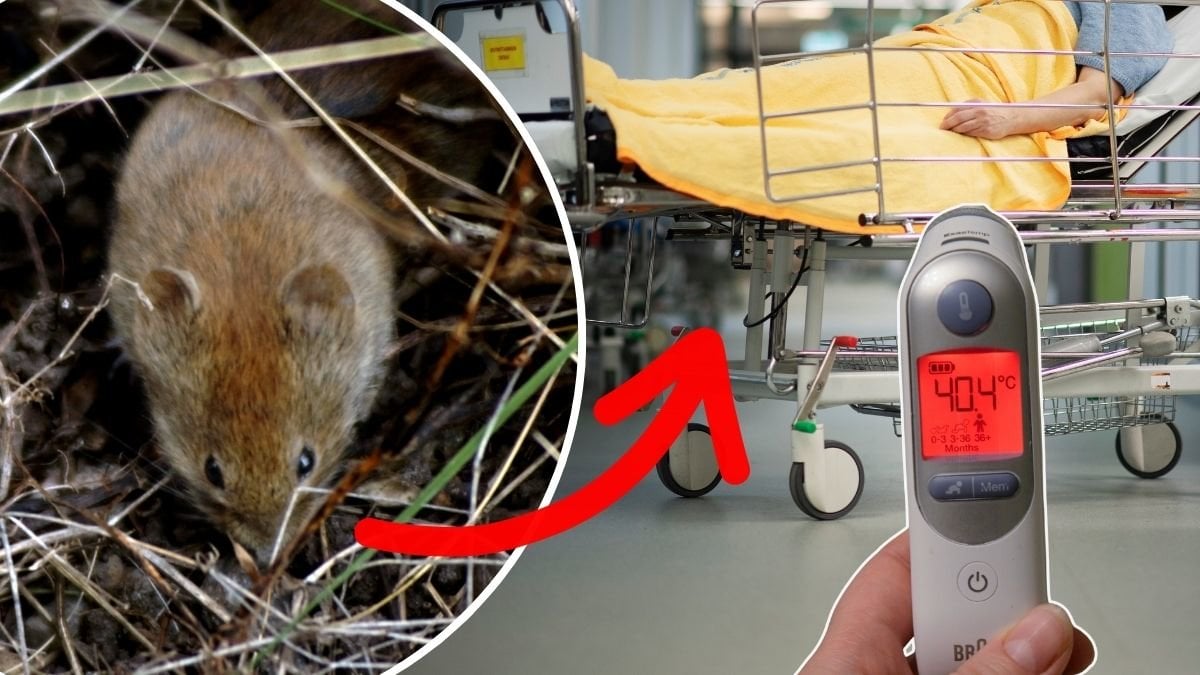 sork, sjukhussäng, febertermometer. 