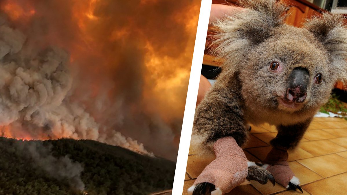 En tredjedel av koalapopulationen beräknas ha dött i sviterna av Australiens lågor. 