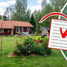 Villaträdgård och en växt