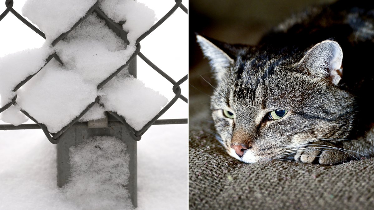 Två av katterna har dött. Genrebilder.