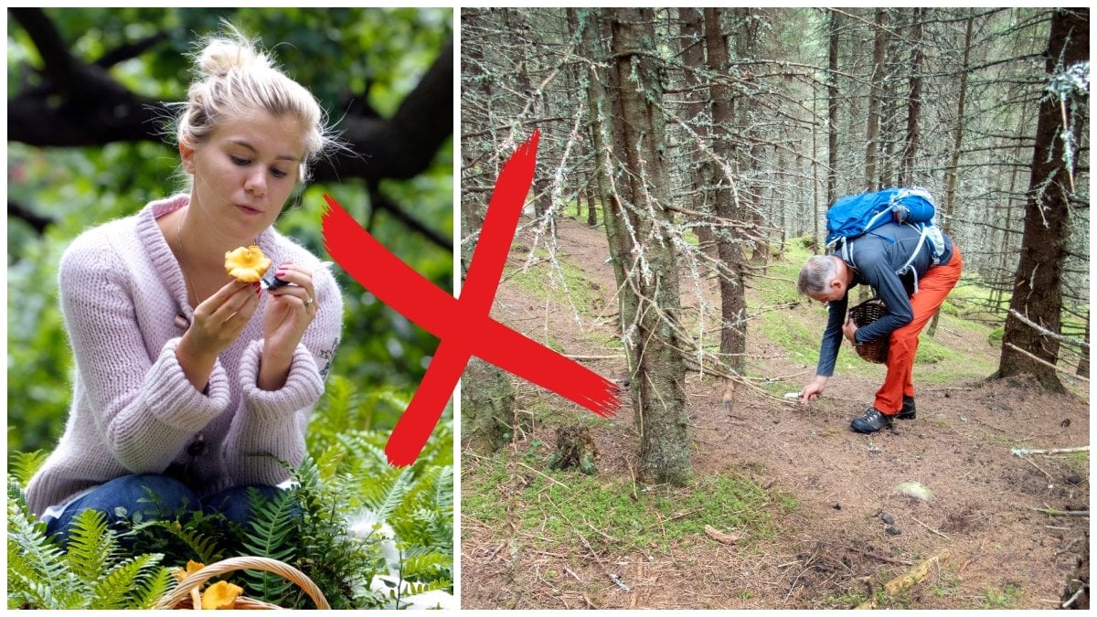 Många svenskar befinner sig ute i skogen för att plocka svamp just nu. 