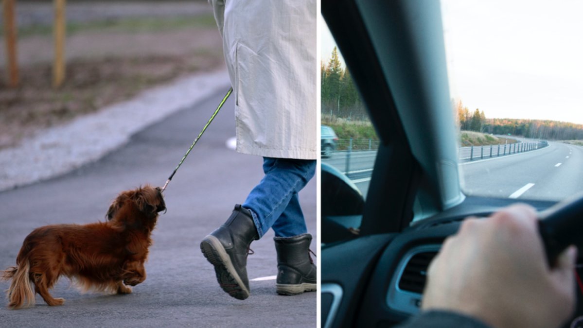 Genrebilder på motorväg och hundpromenad.