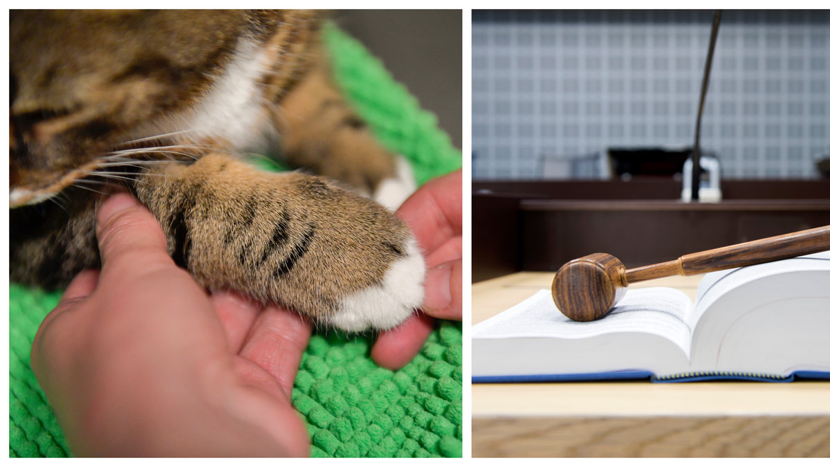 Katt drogades och misshandlades.