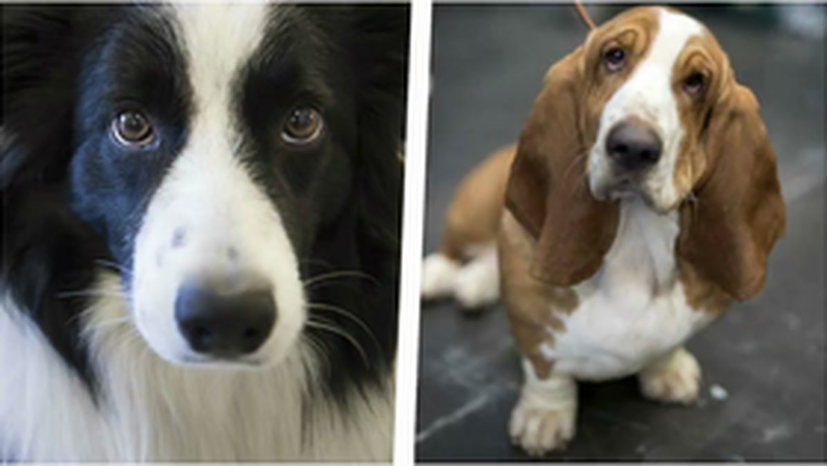 Så vet du om din hund lider av psykisk ohälsa.