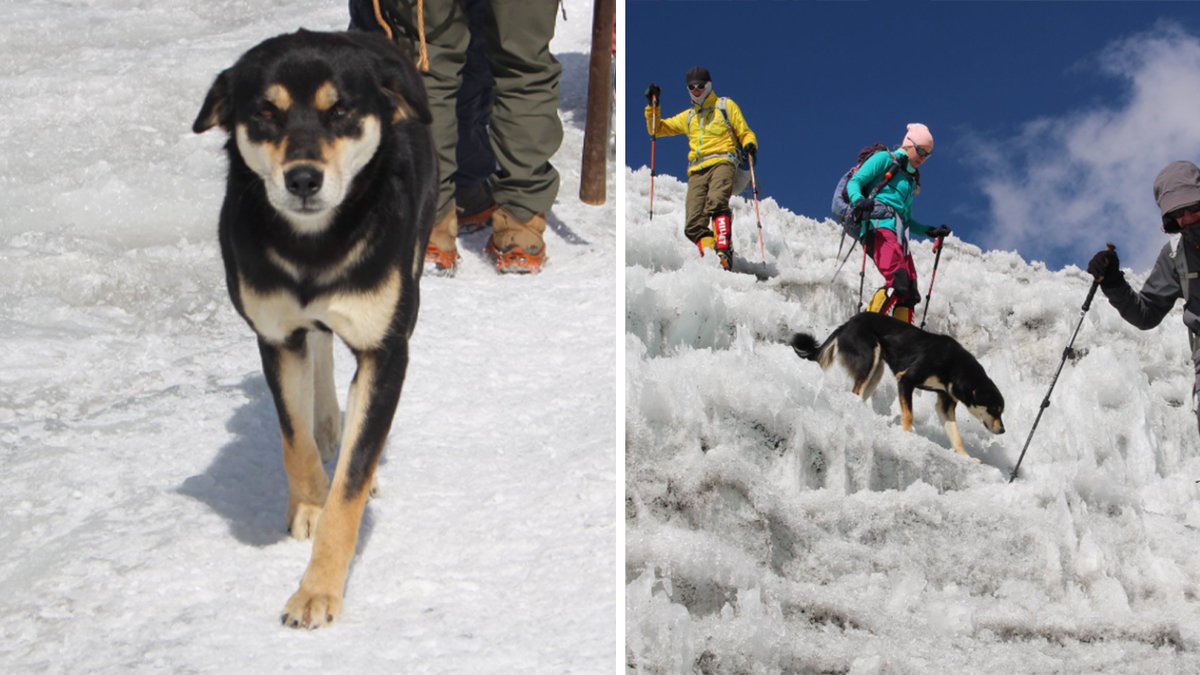 Hund, Himalaya
