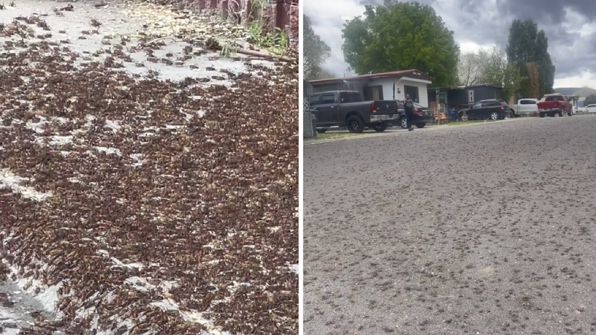 Invånarnas rejäla chock – insekterna har tagit över hela staden