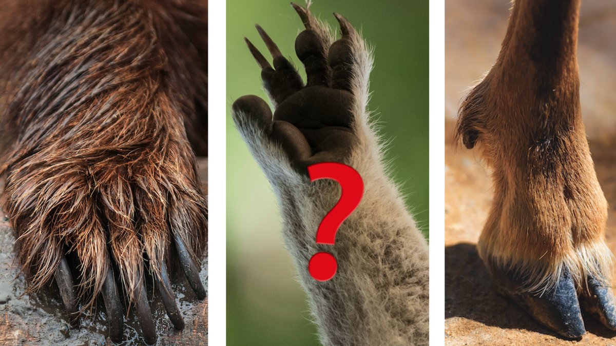 Kan-du-gissa-djuret-endast-genom-att-se-tassen