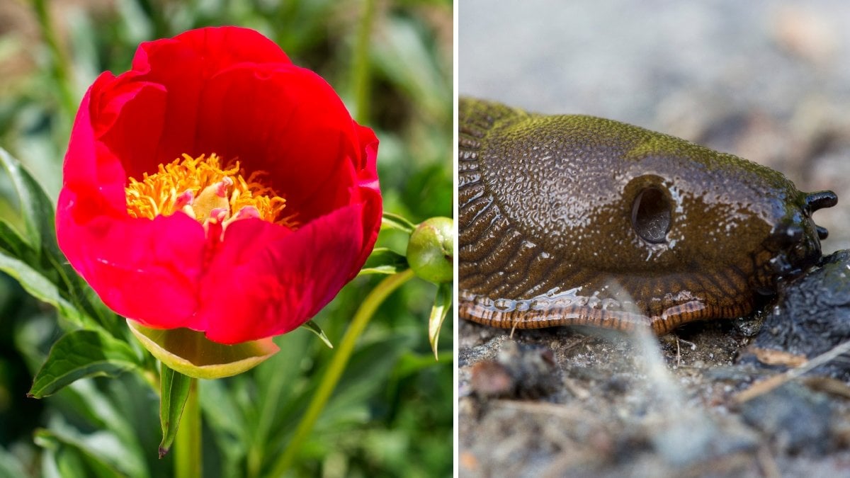 Bild på en snigel och en pion.