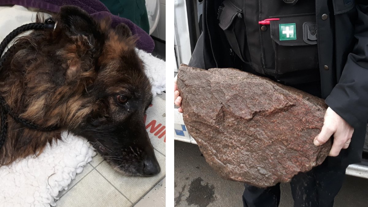 Hund-hade-sten-fastknutet-i-kopplet