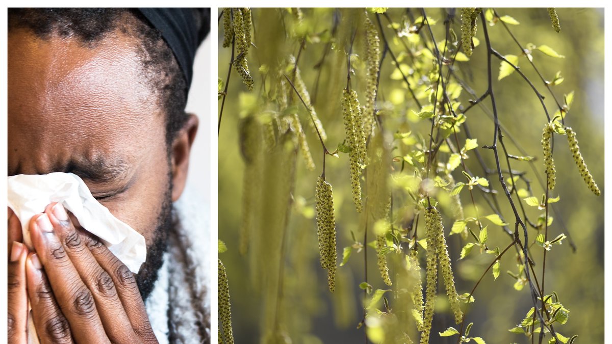Klimatförändringarna kan komma att göra framtida pollensäsonger 60 procent värre.
