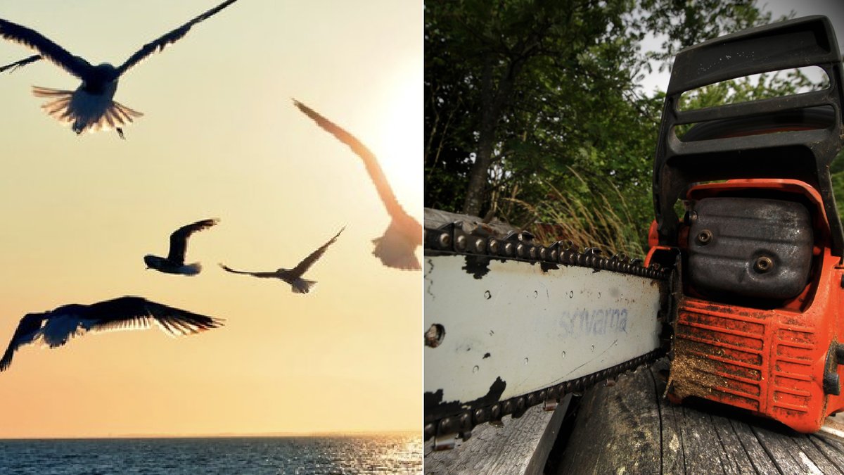 Enligt grannen hade han varit tydlig med att några träd inte fick kapas eller fällas. Genrebild.