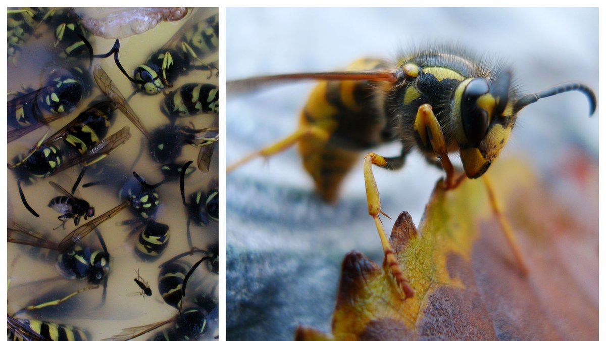 Hur blir man av med getingar? Du kan enkelt bygga en fälla.