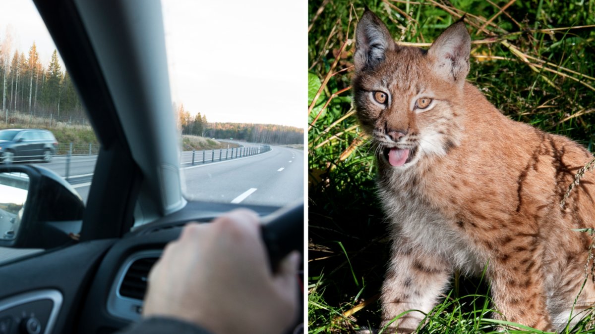 Genrebild på bilist och lodjur.