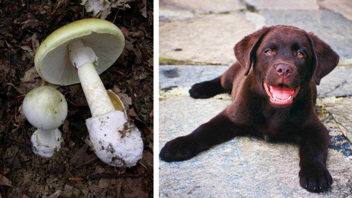 Lömsk flugsvamp är livsfarlig för hundar.