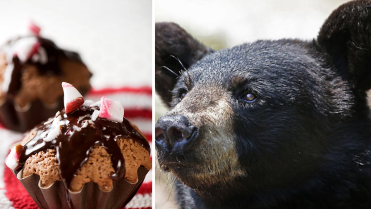 Björnen var sugen på muffins.
