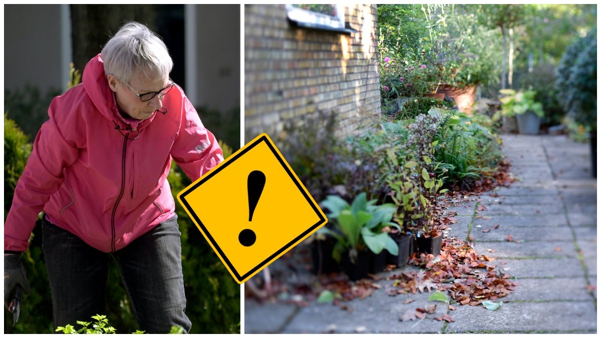 Man varnar nu allmänheten och plantskolor. 