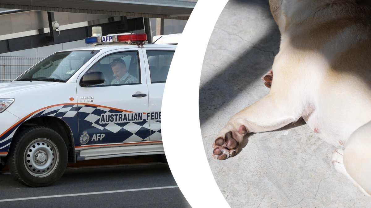 Hund kastades från balkong