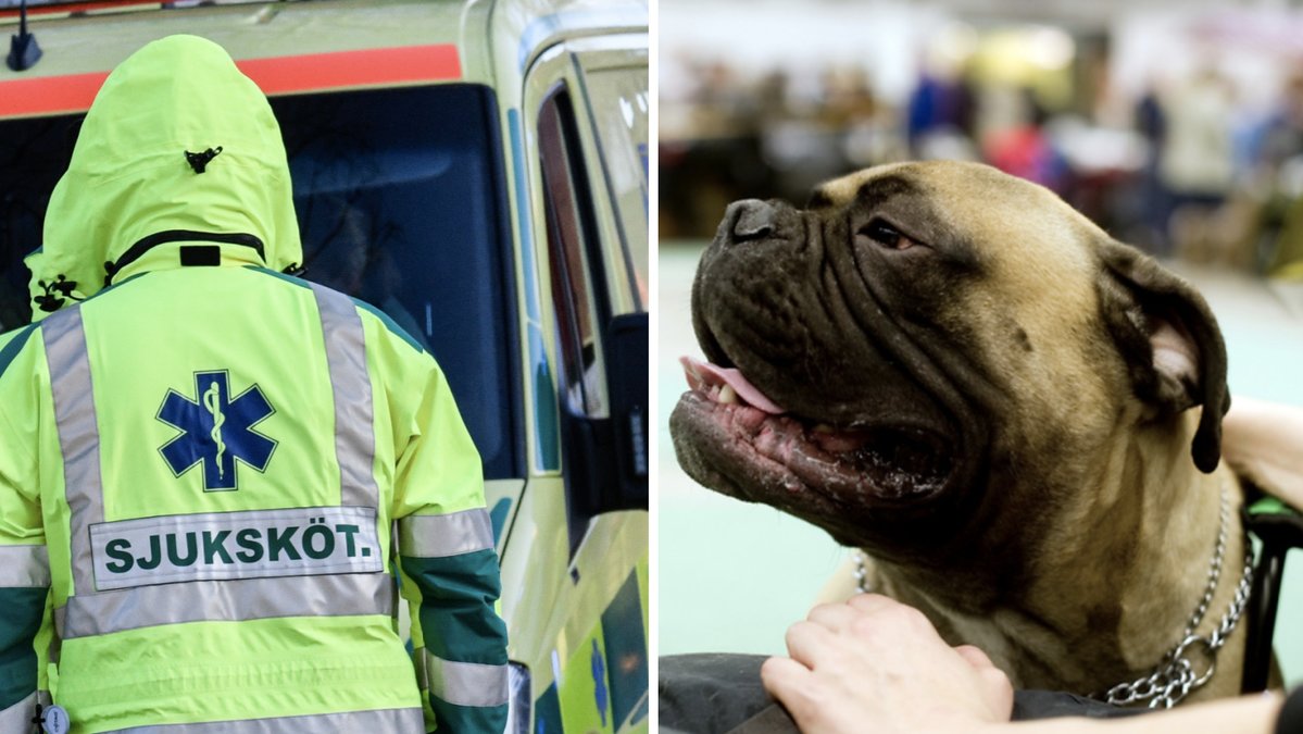 En pojke har förts till sjukhus efter en hundattack. Genrebilder.