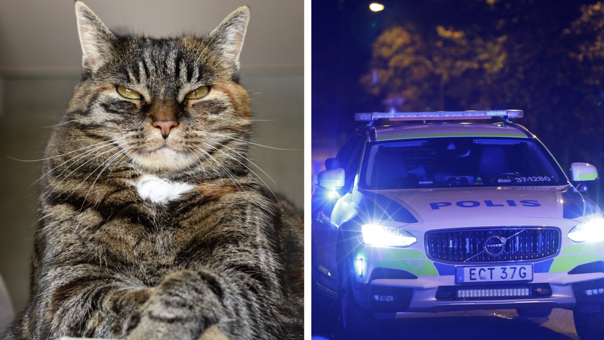 60-årig man försökte prata med katt – greps för innehav av vapen och sprängdeg