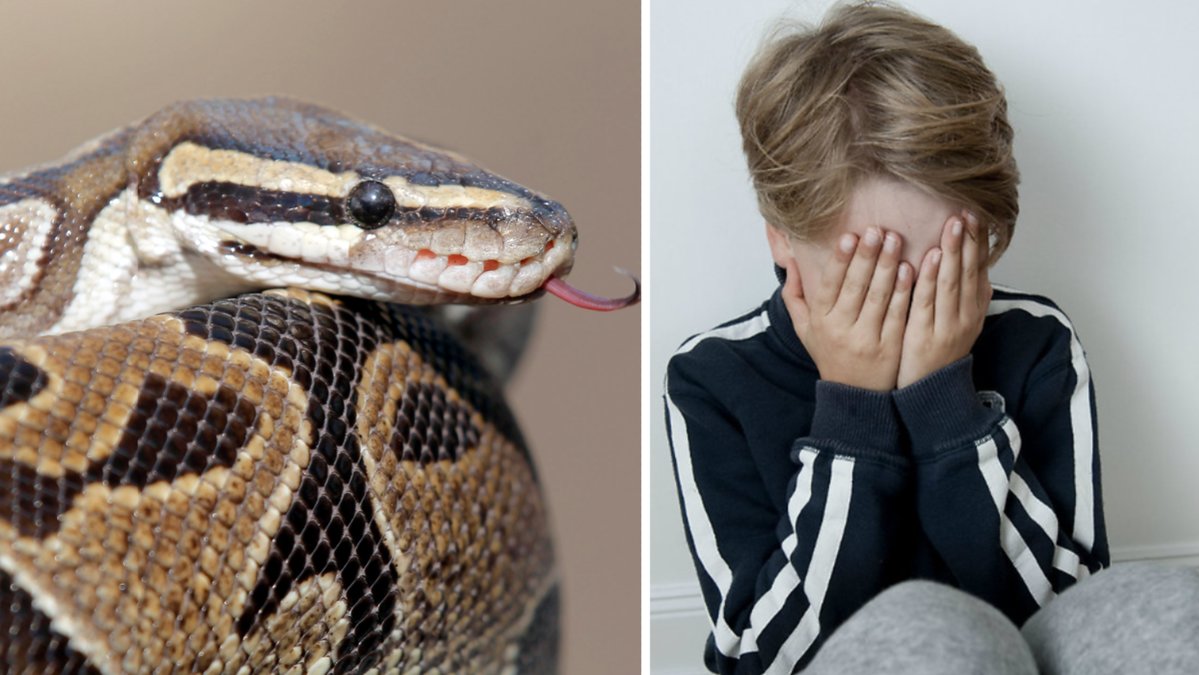 En femårig pojke räddades från en pytonorm.