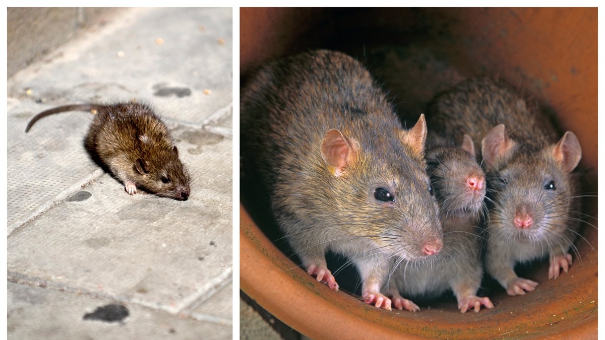 Råttorna tränas att bära ryggsäck inför räddningsinsatser.