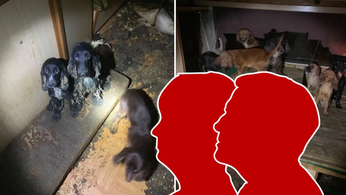 En man och en kvinna döms i Sundsvalls tingsrätt för djurplågeri.