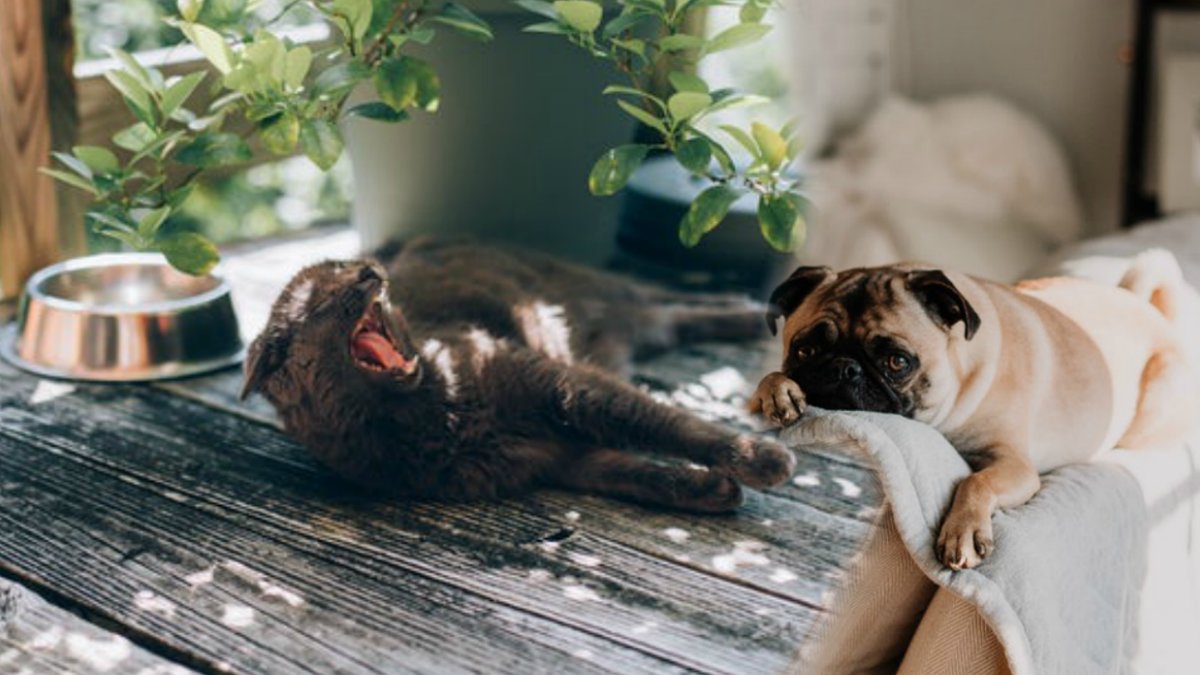 en trött katt, en trött hund