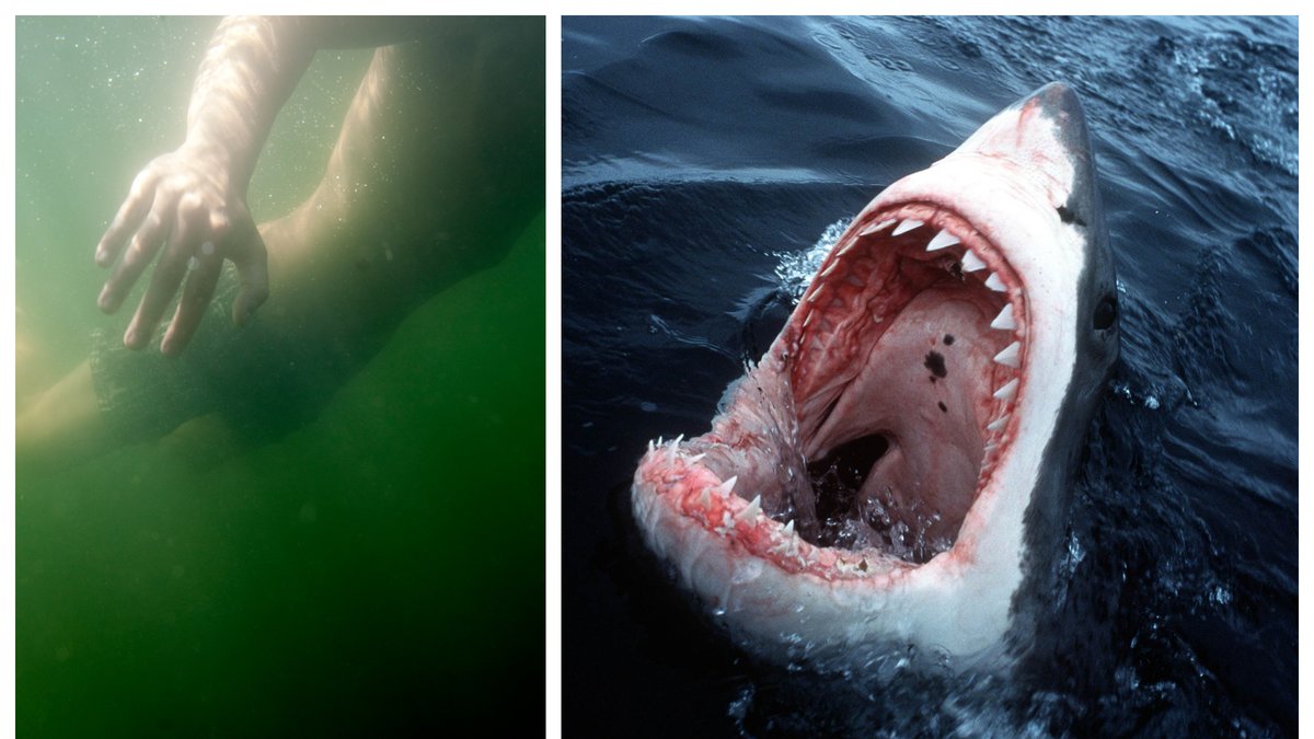 Mannen bets ihjäl av en vithaj i Sydney. Bilderna är genrebilder.