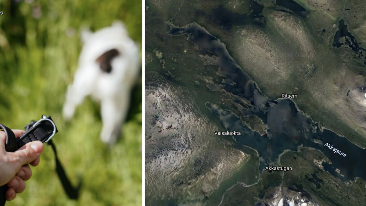 Hund i fjällen