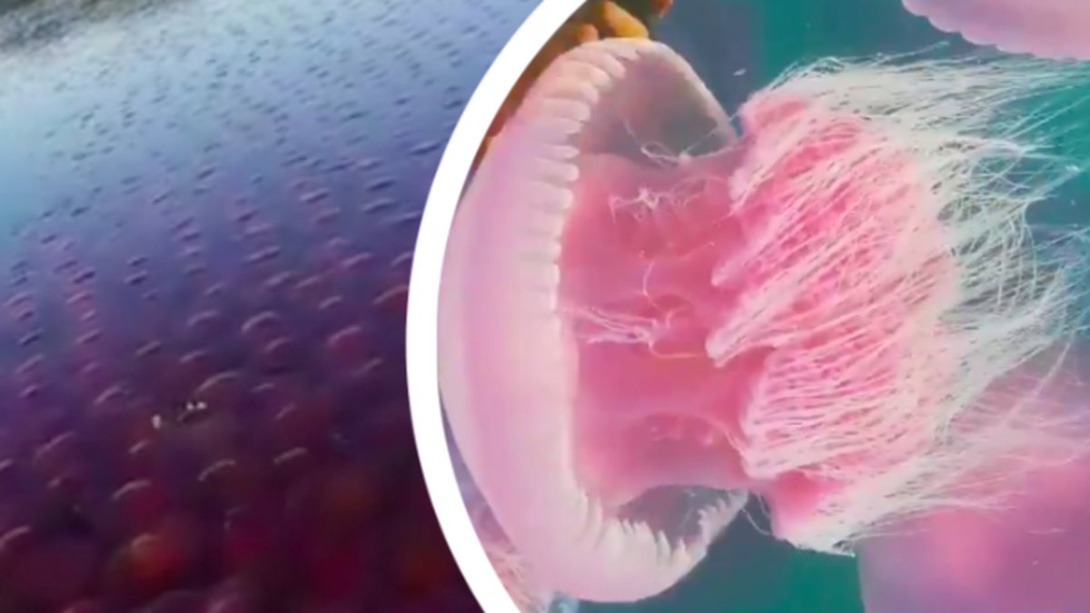 SE VIDEON: Här samlas tusentals rosa maneter