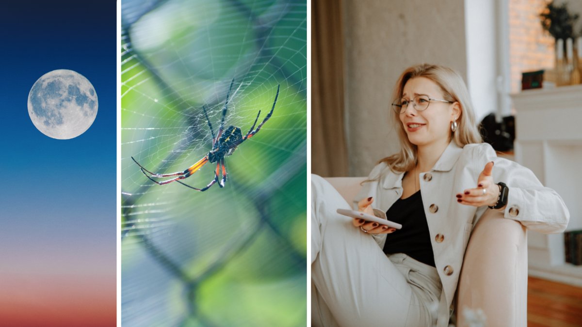 Måne, spindel i ett nät och en tjej som ser förvirrad ut.