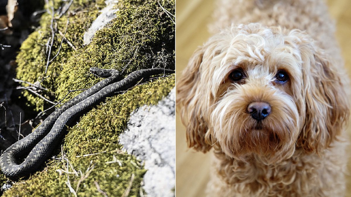 Nu ska du tänka på var din hund springer i naturen.